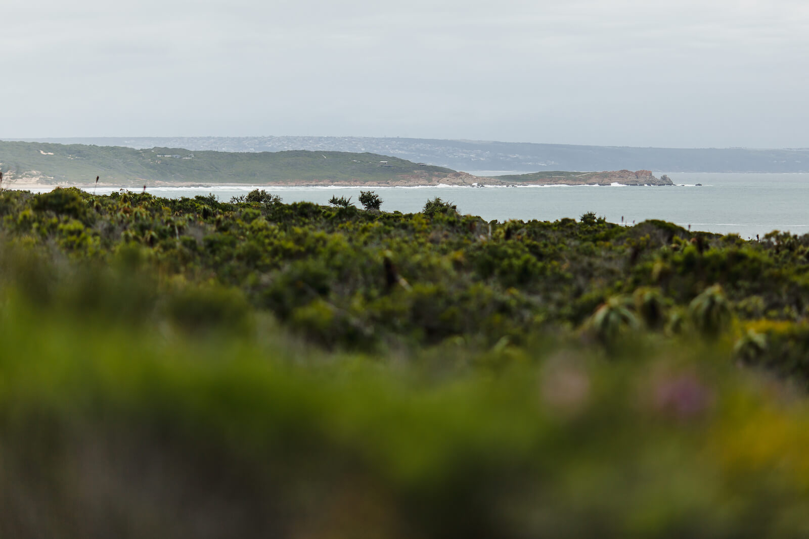canon private nature reserve-cape-vacca-flora-fauna-canon private nature reserve-cape-vacca-flora-fauna-0956_CapeVacca_KANON_06112021