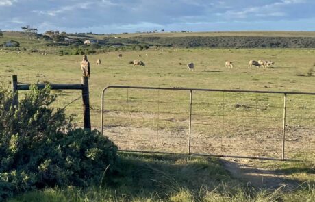 Birding At Kanon Private Nature Reserve – Garden Route Self Catering Accommodation 5 Birding At Kanon Private Nature Reserve - Garden Route Self Catering Accommodation