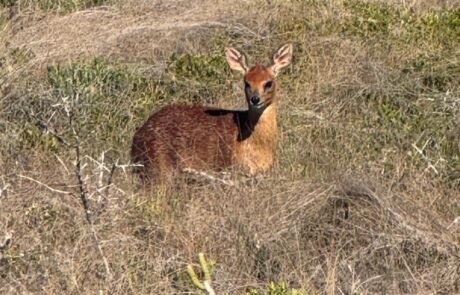Cape Grysbok at Kanon Private Nature Reserve Cape Grysbok at Kanon Private Nature Reserve