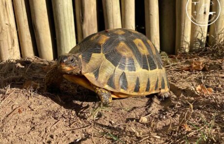 Angular Tortoise – Not The Cape Leopard Tortoise – Kanon Private Nature Reserve Angular Tortoise