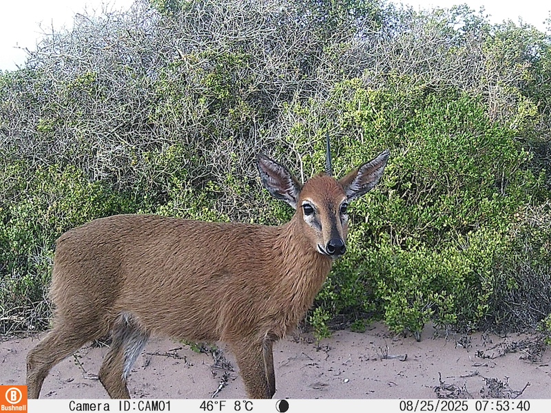 Camera traps of kanon private nature reserve 2 Camera-traps-of-kanon-private-nature-reserve-2