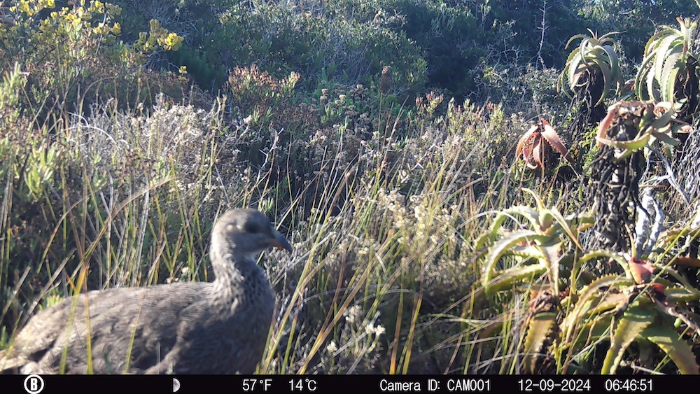 Camera traps of kanon private nature reserve 5