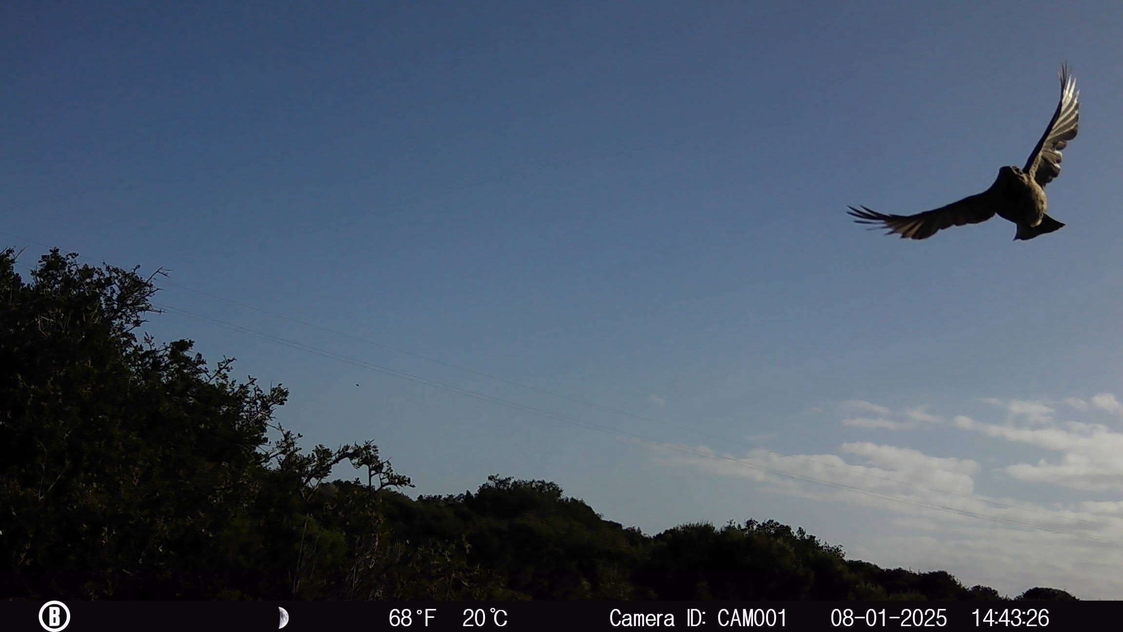 Camera traps of kanon private nature reserve 8 Camera-traps-of-kanon-private-nature-reserve-8