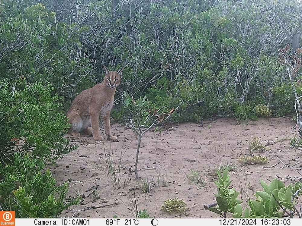 Camera traps of kanon private nature reserve 9 Attachment Details Camera-traps-of-kanon-private-nature-reserve-9