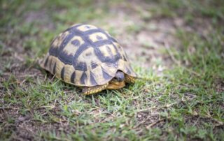 Kanon Private Nature Reserve – Places To Stay In The Garden Route – Self-Catering AccommodationDSC_4065